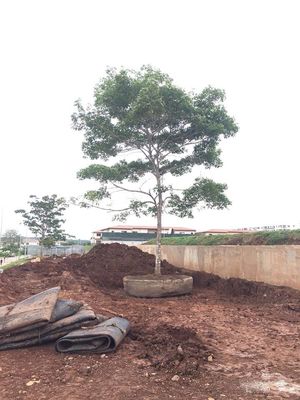 गुणवत्ता मरीन रबर शिप लॉन्चिंग एयरबैग्स ड्राई डॉक लॉन्चिंग लिफ्टिंग शिप फैक्टरी